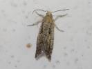 Epinotia granitana