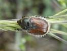 Anisoplia bromicola