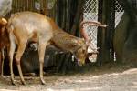 Rucervus eldii siamensis - jelen indočínský