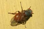 Brachyopa insensilis