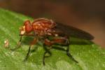 Brachyopa panzeri