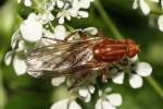 Brachyopa panzeri