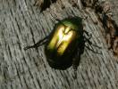 Protaetia cuprea obscura