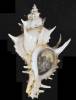 Paziella oregonia