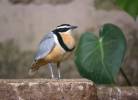 Pluvianus aegyptius - Egyptian Plover