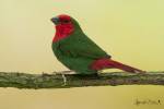 Erythrura psittacea - Red-throated Parrotfinch
