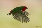 Erythrura psittacea - Red-throated Parrotfinch