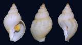 Buccinum ciliatum