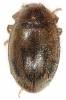 Rhyzobius chrysomeloides - kometka mandelinkovitá