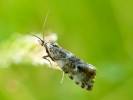 Phiaris palustrana