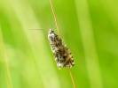 Phiaris palustrana