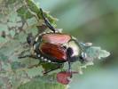 Popillia japonica - listokaz japonský