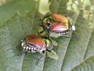 Popillia japonica - listokaz japonský