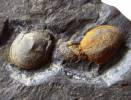 Phalacroma bibullatum