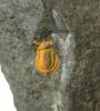 Peronopsis umbonata