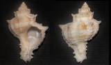 Hexaplex varius