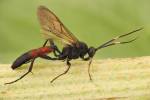 Stenichneumon culpator