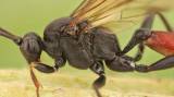 Stenichneumon culpator
