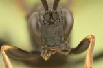 Stenichneumon culpator