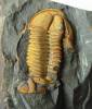 Conocoryphe gerlinda