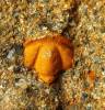Ptychoparioides torifrons
