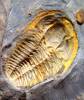 Lobocephalina emmrichi