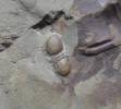 Phalacroma bibullatum