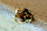 Myzia pullata - Dusky lady beetle