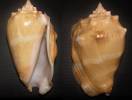 Thetystrombus latus arenensis