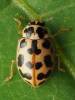 Anisosticta bitriangularis