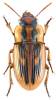 Bradybaenus scalaris scalaris