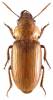 Bradybaenus cephalotes