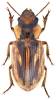 Bradybaenus opulentus opulentus