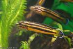 Julidochromis regani - cichlidka Reganova