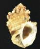 Thaisella trinitatensis