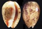 Persicula obesa