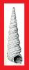 Turritella capensis
