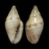 Marginella undulans