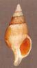 Colus glaber