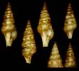 Perrona micro