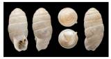 Ptychotrema ringicula