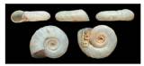 Biomphalaria salinarum