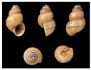 Cleopatra bulimoides