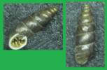 Chondrina bigorriensis