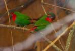 Erythrura psittacea - Red-throated Parrotfinch
