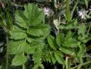 Erodium moschatum - pumpava pižmová