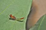 Baetis vernus