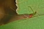 Baetis vernus