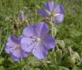 Geranium pratense - kakost luční