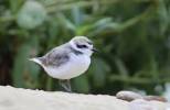 Charadrius nivosus - Snowy Plover